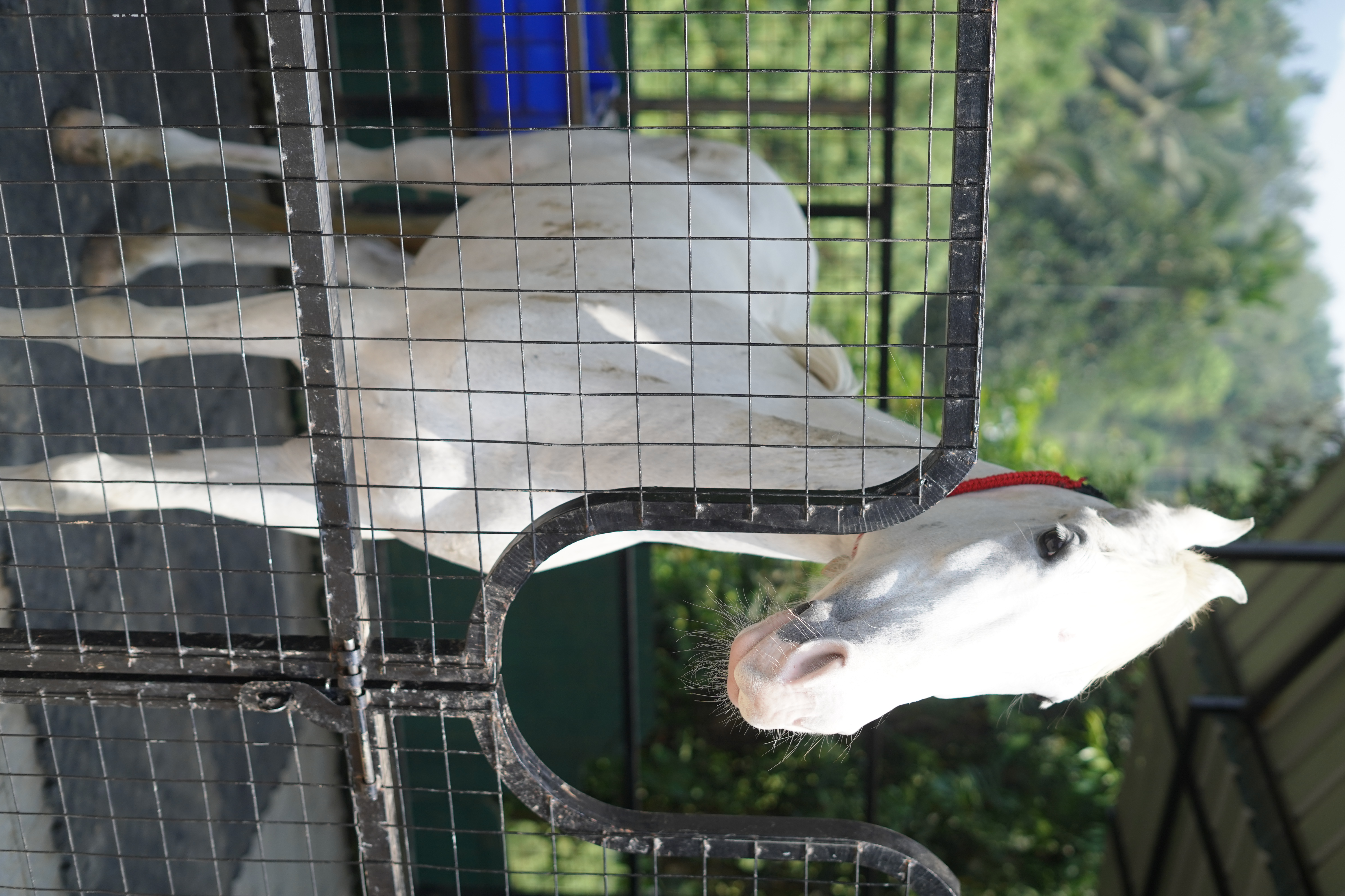 White Stallion — Farm